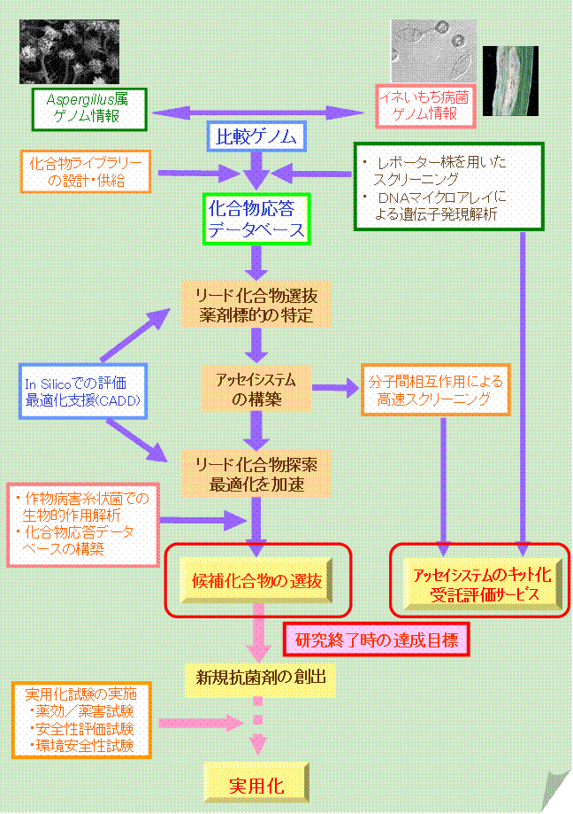 糸状菌比較ゲノム情報に基づく新規抗菌剤の開発