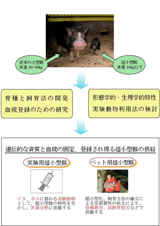 超小型豚の品種特性の改善とその利用法の開発