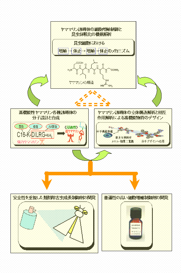 天蚕由来のヤママリンをリード化合物とした細胞増殖制御剤の開発