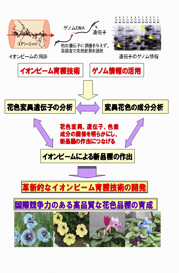 イオンビームとゲノム情報を活用した効率的な花き突然変異育種法の開発