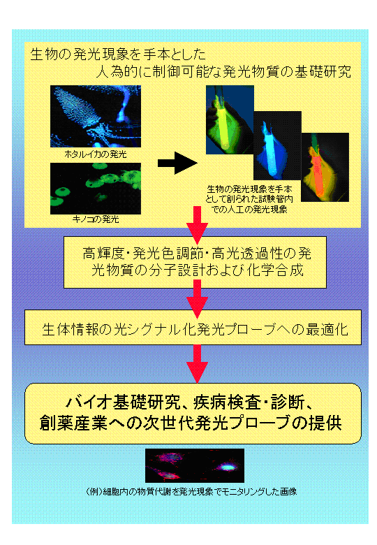 生体情報可視化モニタリング用発光プローブシステムの開発