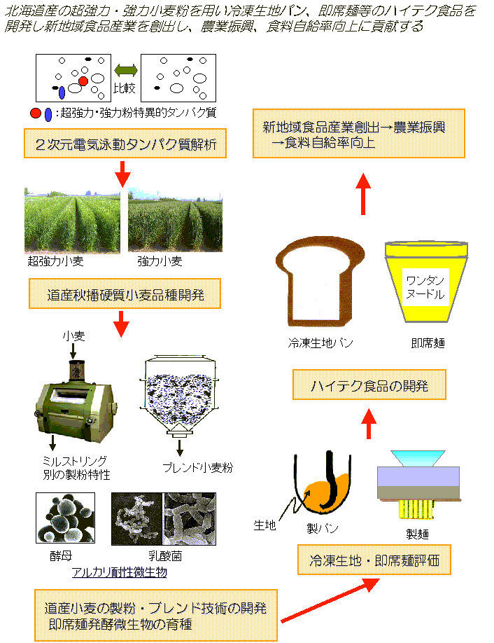 北海道産の超強力・強力小麦粉を用いた新高付加価値食品の開発