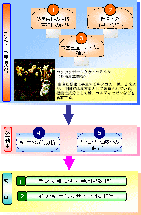 希少なキノコ新規栽培法の開発