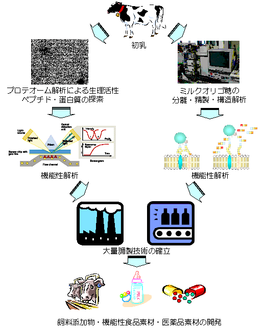 初乳成分の高度利用技術の開発