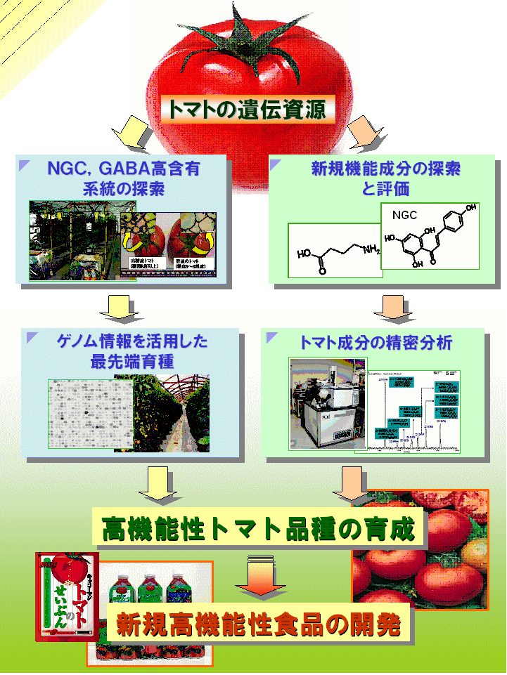 トマト機能性成分を活用した花粉症・生活習慣病対策食品の開発