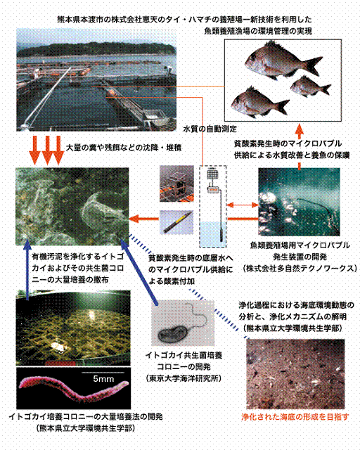 魚類養殖漁場環境管理のための有機汚泥の生物浄化および水質改善技術の開発