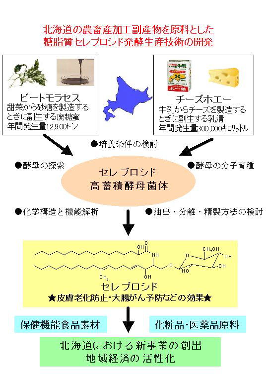 北海道の農畜産加工副産物を原料とした糖脂質セレブロシド発酵生産技術の開発