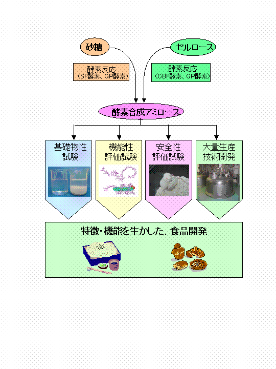 砂糖及びセルロースを原料とする酵素合成アミロースの製造と利用