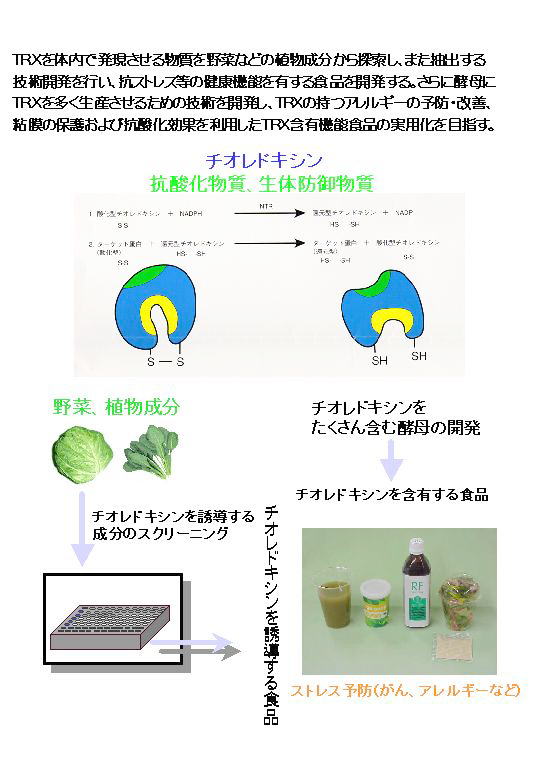 チオレドキシンを応用した機能性食品の開発