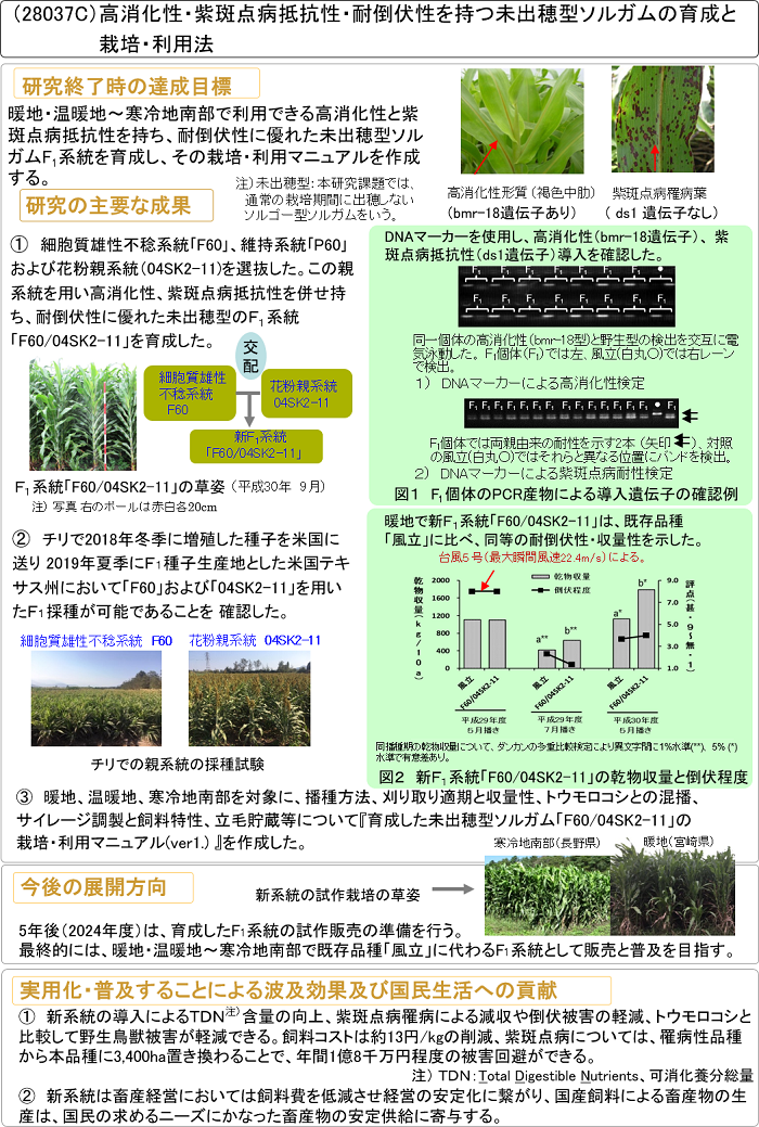 高消化性・紫斑点病抵抗性・耐倒伏性を持つ未出穂型ソルガムの育成と栽培・利用法