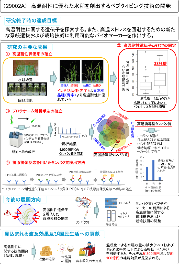 高温耐性に優れた水稲を創出するペプタイピング技術の開発