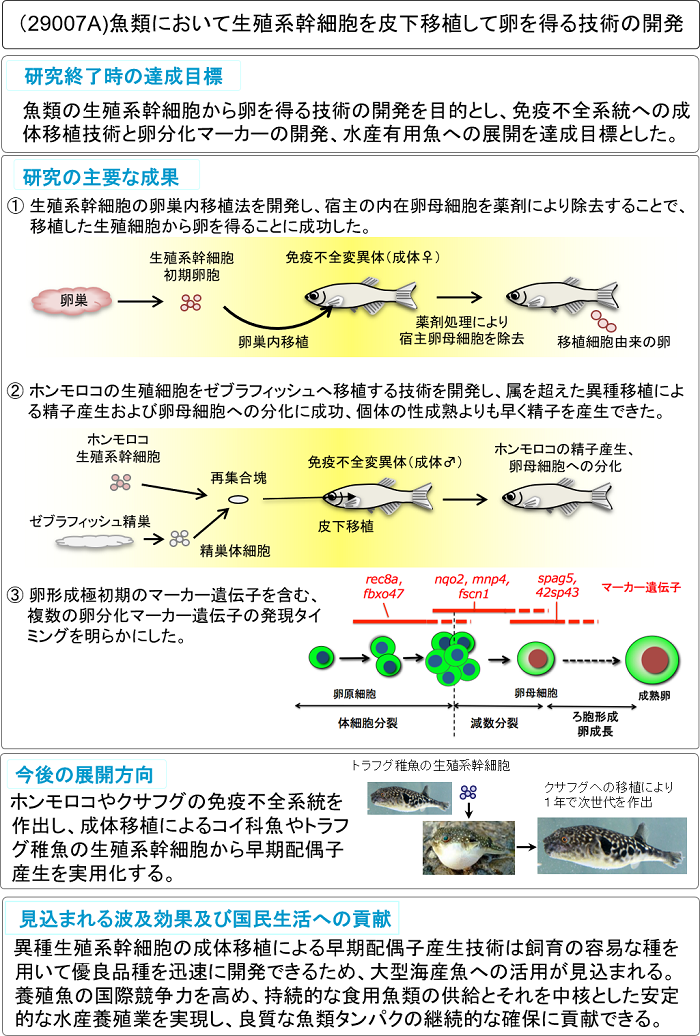 魚類において生殖系幹細胞を皮下移植して卵を得る技術の開発