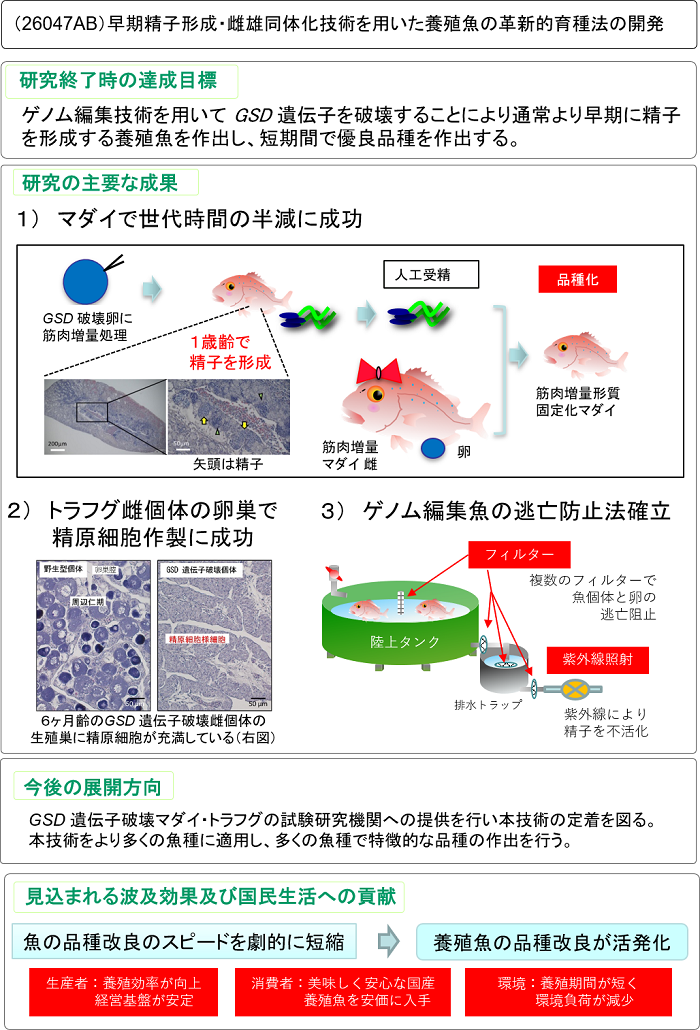 早期精子形成・雌雄同体化技術を用いた養殖魚の革新的育種法の開発