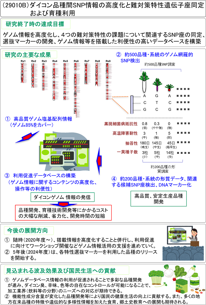 ダイコン品種間SNP情報の高度化と難対策特性遺伝子座同定および育種利用