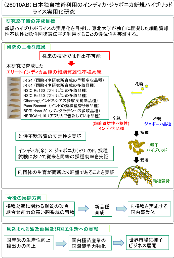 日本独自技術利用のインディカ・ジャポニカ新規ハイブリッドライス実用化研究