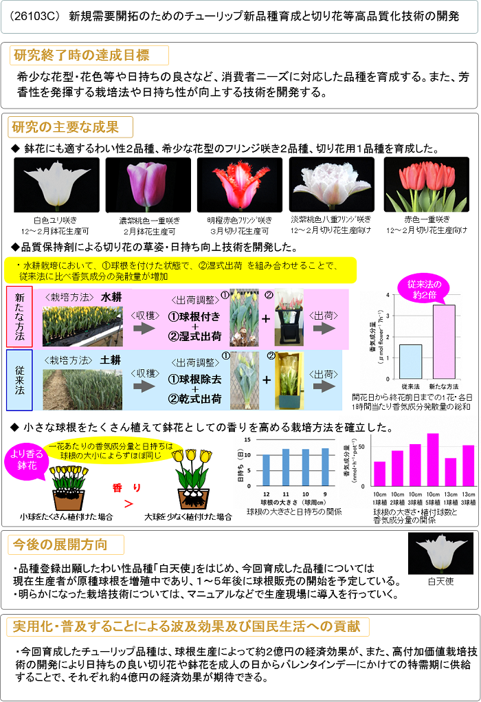 新規需要開拓のためのチューリップ新品種育成と切り花等高品質化技術の開発