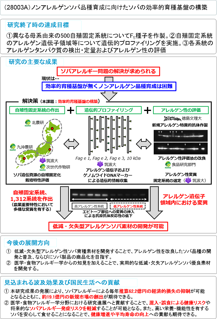 ノンアレルゲンソバ品種育成に向けたソバの効率的育種基盤の構築