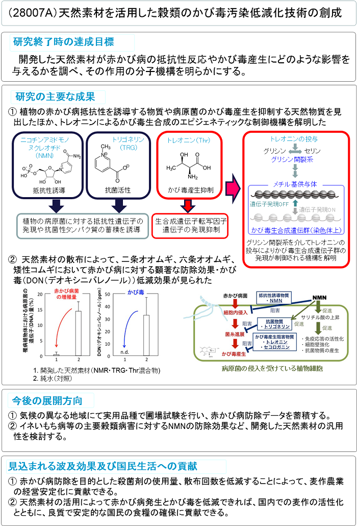 天然素材を活用した穀類のかび毒汚染低減化技術の創成