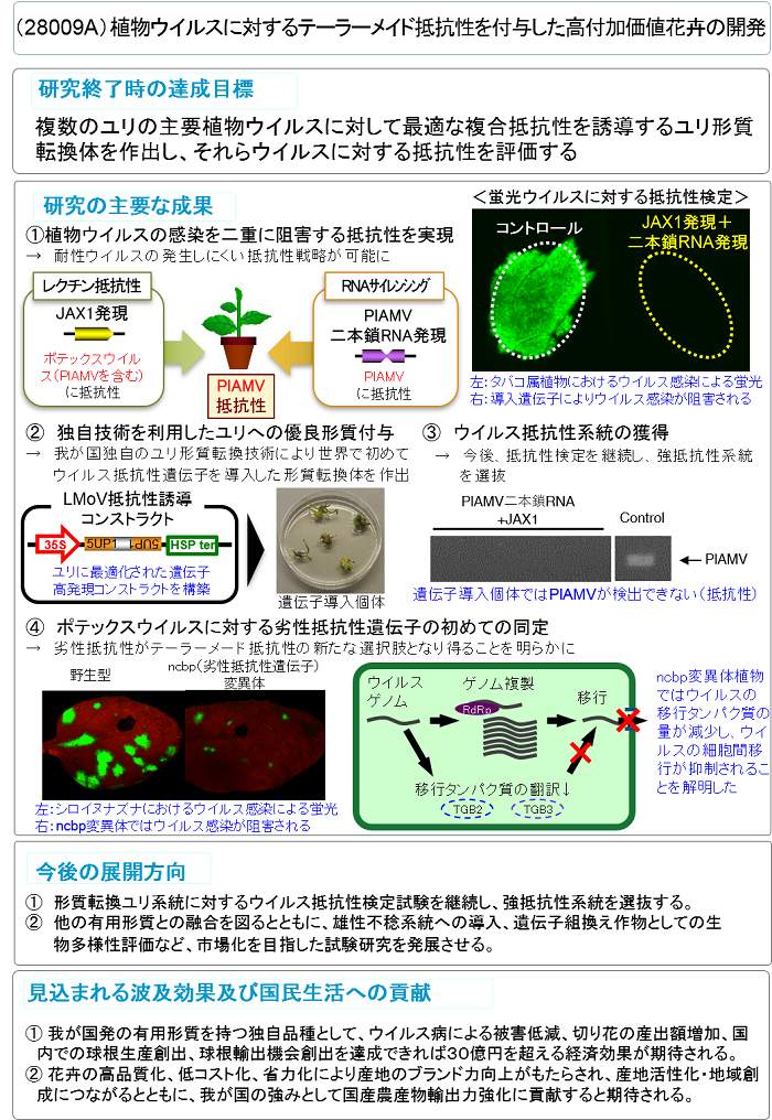 植物ウイルスに対するテーラーメイド抵抗性を付与した高付加価値花卉の開発