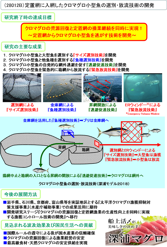 定置網に入網したクロマグロ小型魚の選別・放流技術の開発