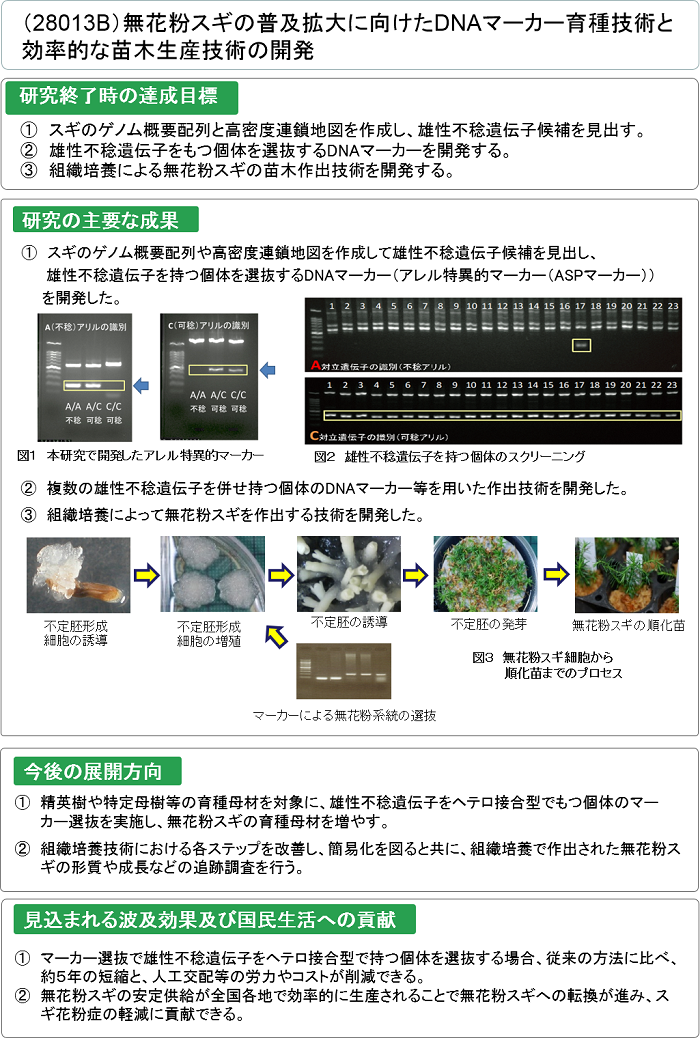 無花粉スギの普及拡大に向けたDNAマーカー育種技術と効率的な苗木生産技術の開発