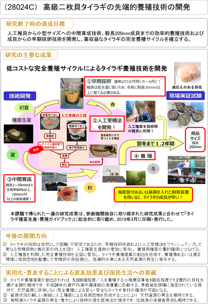 高級二枚貝タイラギの先端的養殖技術の開発