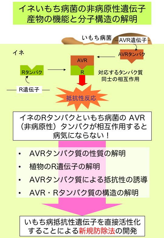 イネいもち病菌の非病原性遺伝子産物の機能と分子構造の解明