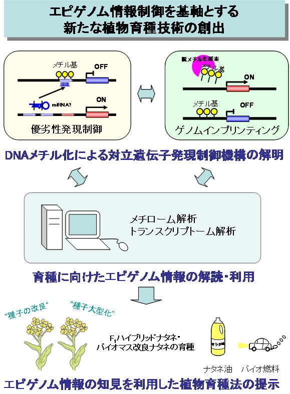 エピゲノム情報制御を基軸とする新たな植物育種技術の創出