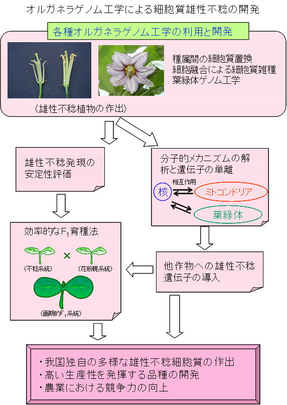 オルガネラゲノム工学による細胞質雄性不稔の開発