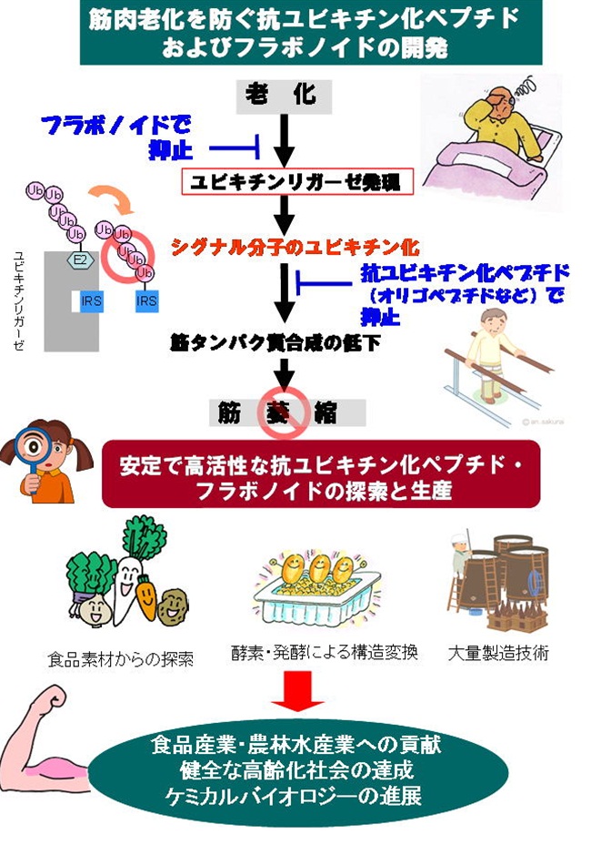 筋肉老化を防ぐ抗ユビキチン化ペプチドおよびフラボノイドの開発