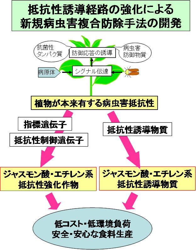 作物の抵抗性誘導経路の強化による新規病虫害複合防除手法の開発