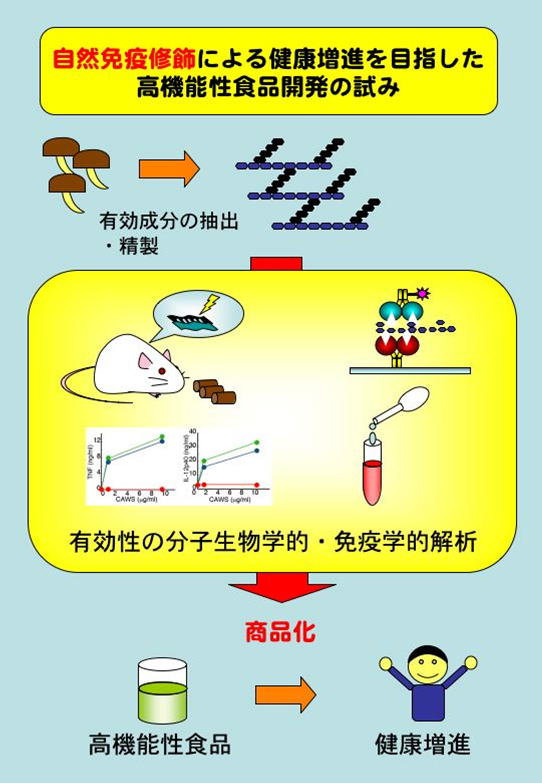 自然免疫修飾による健康増進を目指した高機能食品開発の試み
