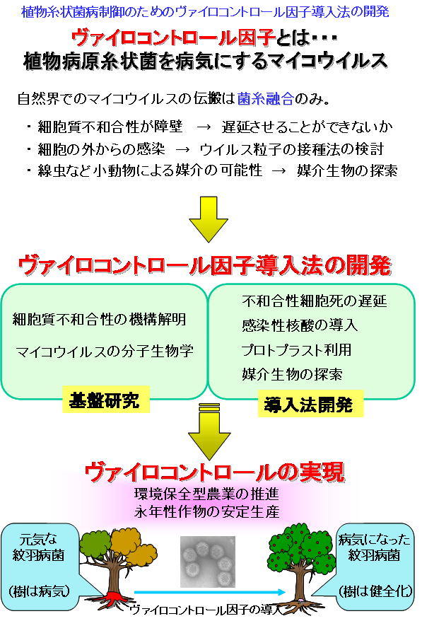 植物糸状菌病制御のためのヴァイロコントロール因子導入法の開発