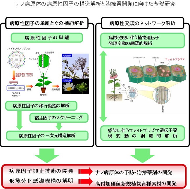 ナノ病原体の病原性因子の構造解析と治療薬開発に向けた基礎研究