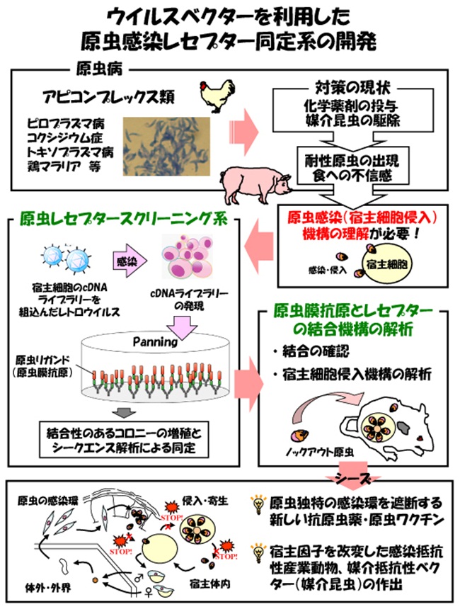 ウイルスベクターを利用した原虫感染レセプター同定系の開発