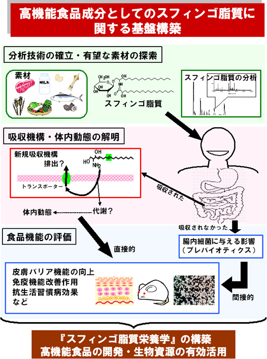 高機能食品成分としてのスフィンゴ脂質に関する基盤構築