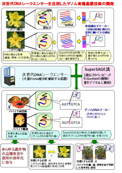 次世代DNAシークエンサーを活用したゲノム育種基盤技術の開発