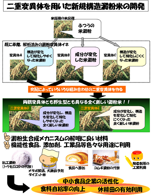二重変異体を用いた新規構造澱粉米の開発
