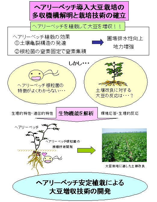 ヘアリーベッチ導入大豆栽培の多収機構解明と栽培技術の確立