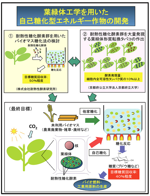 葉緑体工学を用いた自己糖化型エネルギー作物の開発