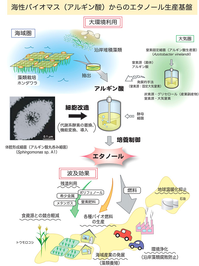 海性バイオマス(アルギン酸)からのエタノール生産基盤