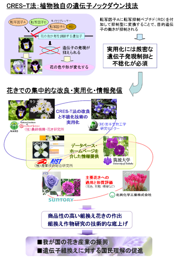 CRES-T法を基盤とした花きの高度形質制御技術の実用化