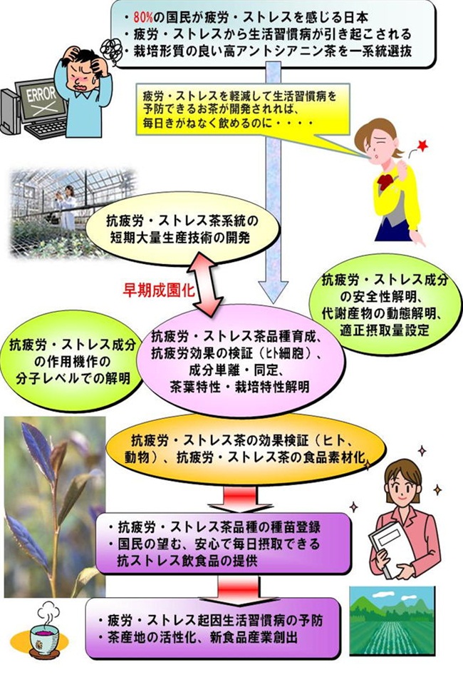 抗疲労作用のある新規高アントシアニン茶品種育成と利用食品開発