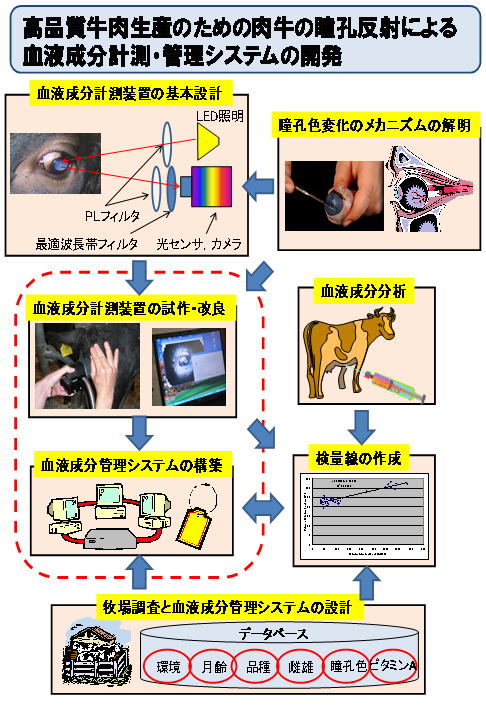 高品質牛肉生産のための肉牛の瞳孔反射による血液成分計測・管理システムの開発