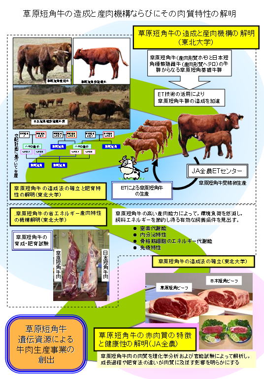 草原短角牛の造成と産肉機構ならびにその肉質特性の解明