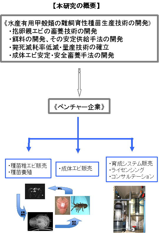 水産有用甲殻類の難飼育性種苗生産技術の開発