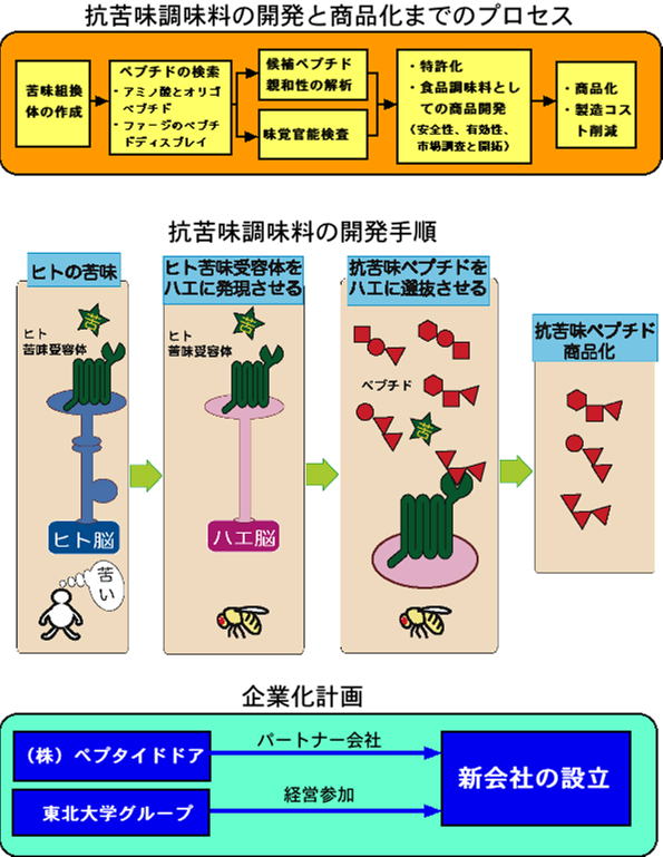 苦味受容体をターゲットとした調味ペプチドの開発と商品化