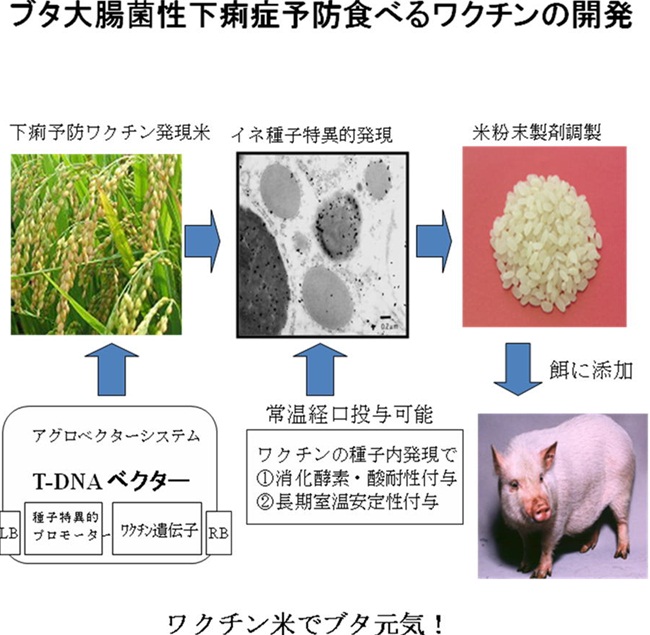 ブタ大腸菌性下痢症予防食べるワクチンの開発研究
