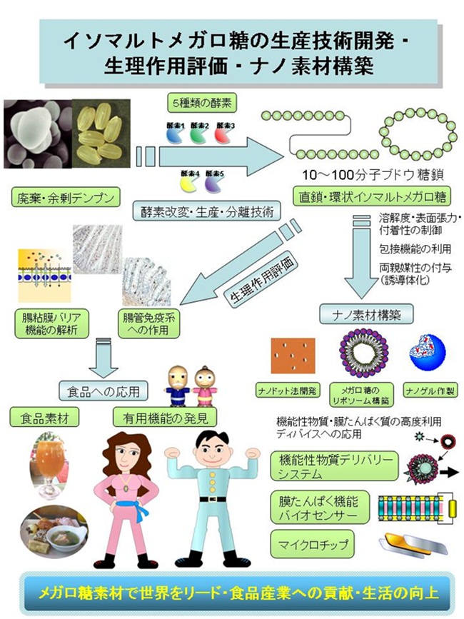 イソマルトメガロ糖の生産技術開発・生理作用評価・ナノ素材構築