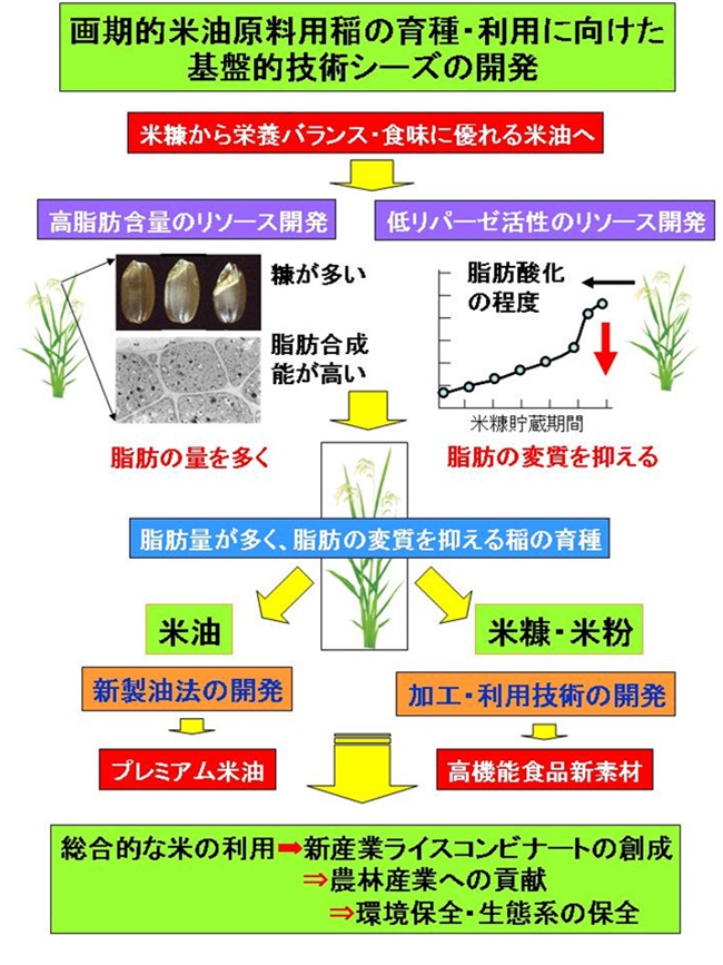画期的米油原料用稲の育種・利用に向けた基盤的技術シーズの開発